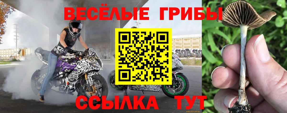 Галлюциногенные грибы Psilocybe Таганрог